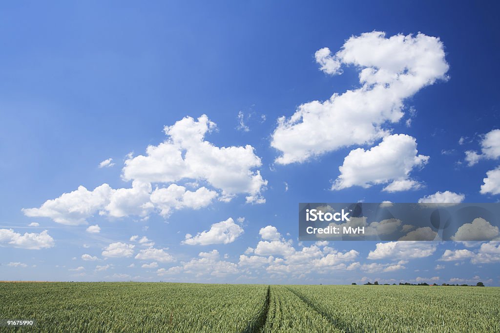 Cielo y campo de trigo - Foto de stock de Agricultura libre de derechos