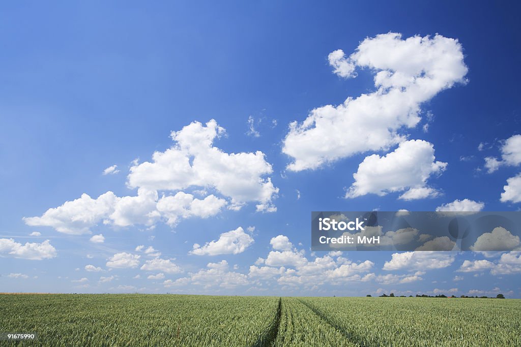 Céu e campo de trigo - Foto de stock de Agricultura royalty-free