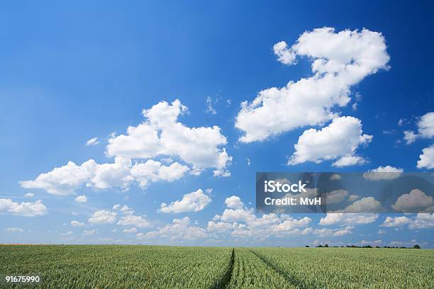 Foto de Céu E Campo De Trigo e mais fotos de stock de Agricultura - Agricultura, Ajardinado, Azul