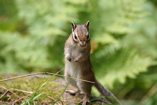 Cicus Scared 150+ Scared Chipmunk Stock Photos, Pictures & Royalty-Free Images - iStock