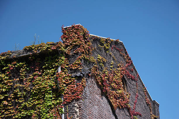 istock Fuerst Hardenberg Colliery - overgrown vegatation 91676186