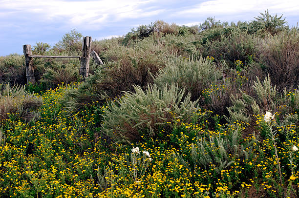 Yellow flower heads of chamisa, or rubber rabbitbrush, Ericameria nauseosa.