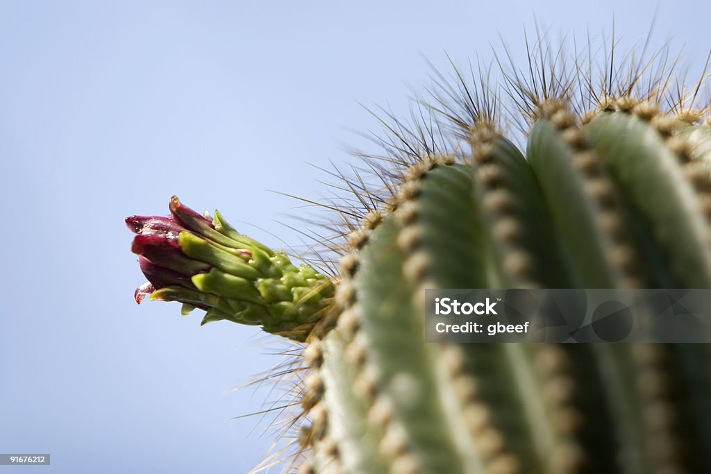 cactus - Foto de stock de Cactus libre de derechos