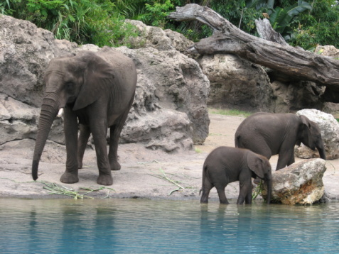 A mother elephant with her two children