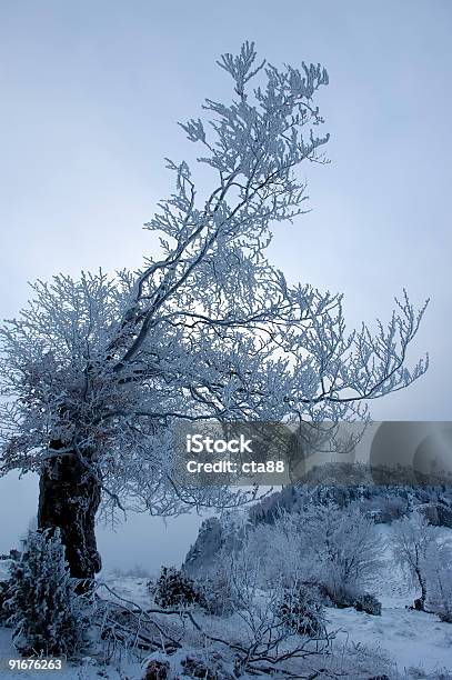 Drzewo W Zimie - zdjęcia stockowe i więcej obrazów Bez ludzi - Bez ludzi, Fotografika, Obraz w kolorze