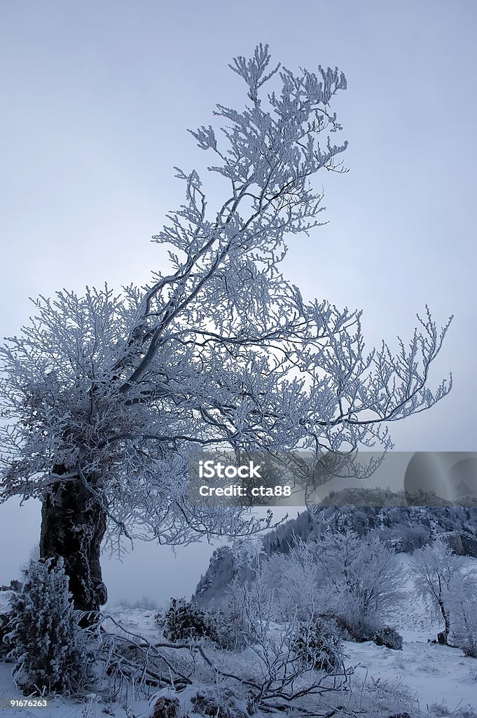 Árvore no inverno - Foto de stock de Fotografia - Imagem royalty-free