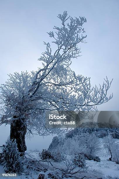 Foto de Árvore No Inverno e mais fotos de stock de Fotografia - Imagem - Fotografia - Imagem, Imagem a cores, Ninguém