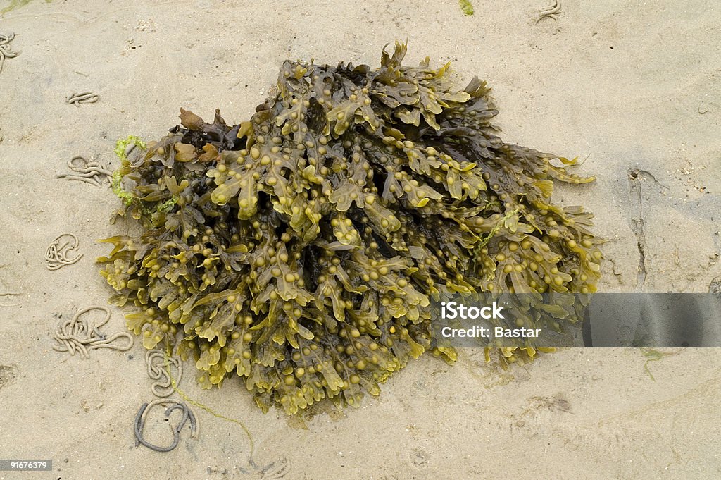 海藻島 - カラー画像のロイヤリティフリーストックフォト