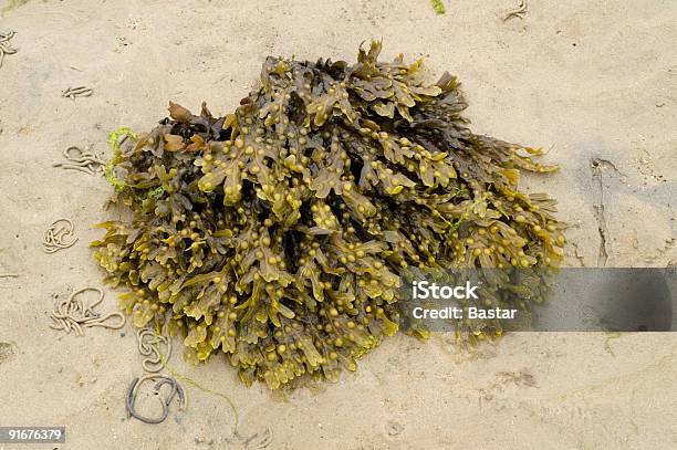 海藻島 - カラー画像のストックフォトや画像を多数ご用意 - カラー画像, 人物なし, 写真