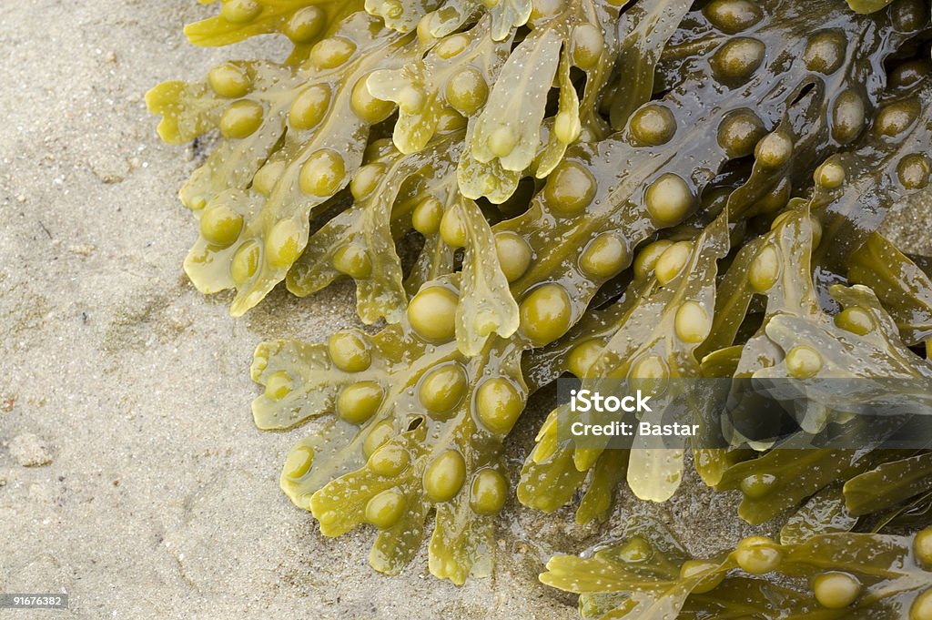 Alga marinha e Areia - Royalty-free Fotografia - Imagem Foto de stock