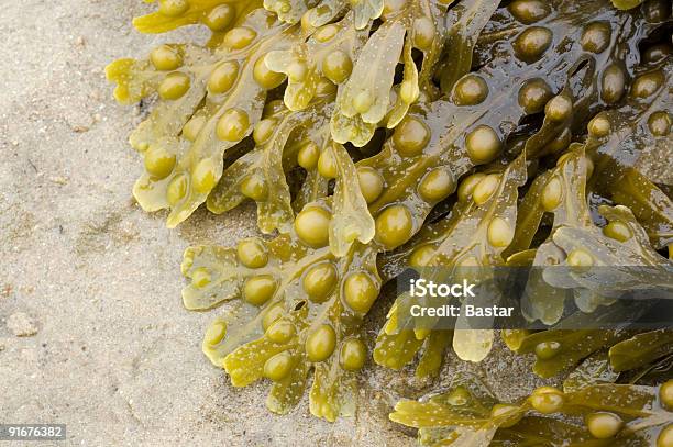 Alga Marinha E Areia - Fotografias de stock e mais imagens de Fotografia - Imagem - Fotografia - Imagem, Horizontal, Imagem a cores