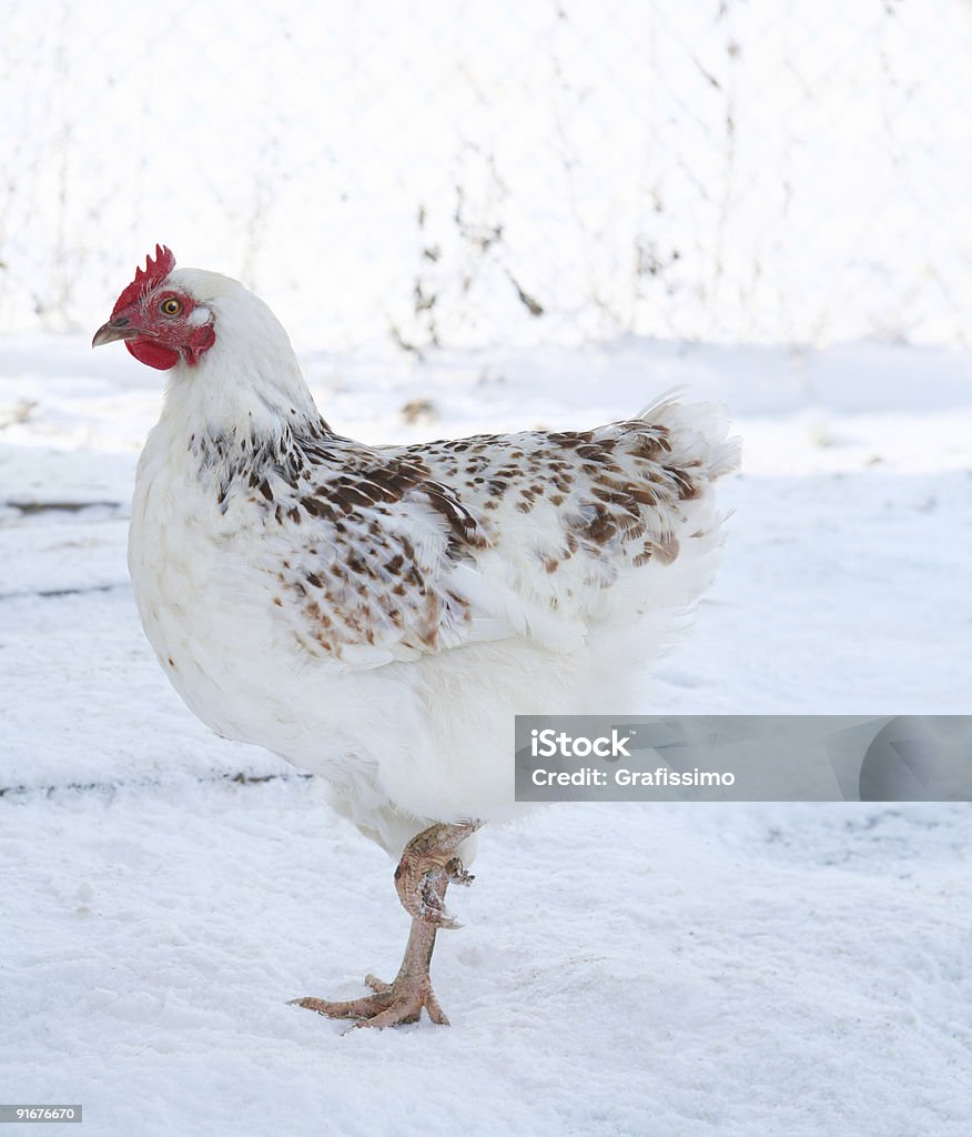 Gallina bianca sulla neve - Foto stock royalty-free di Agricoltura