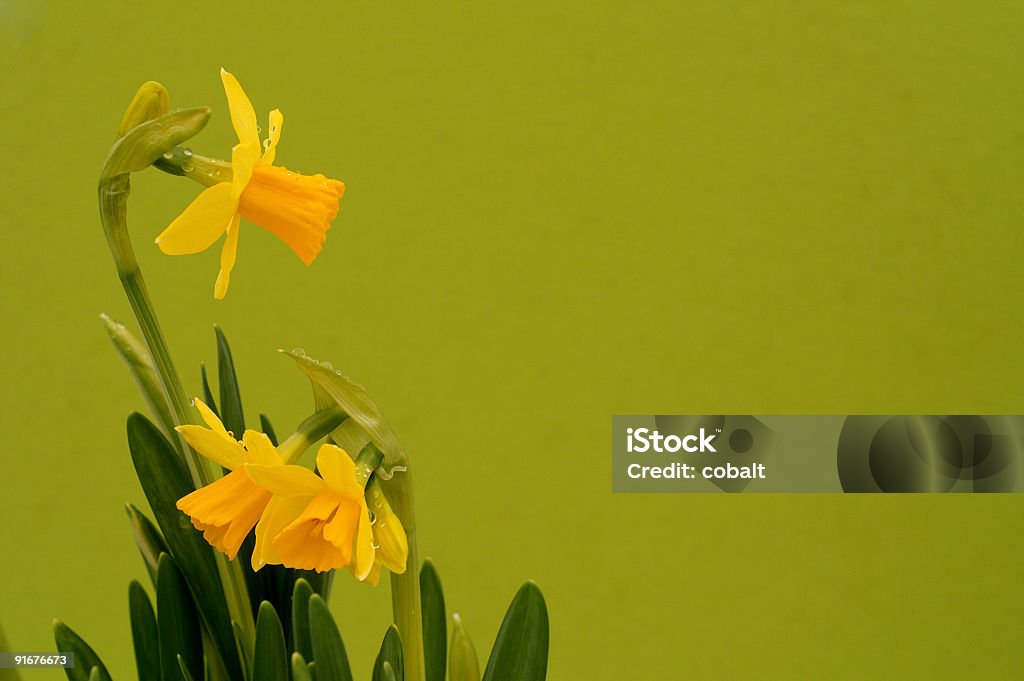 イースター Daffodils - イースターのロイヤリティフリーストックフォト