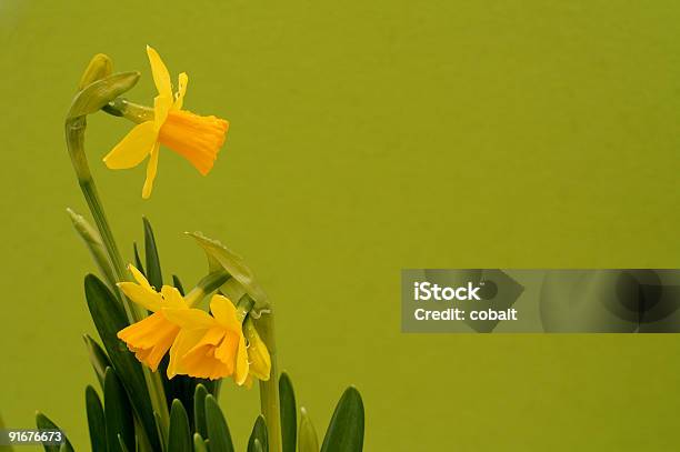 イースター Daffodils - イースターのストックフォトや画像を多数ご用意 - イースター, カラー画像, カラー背景