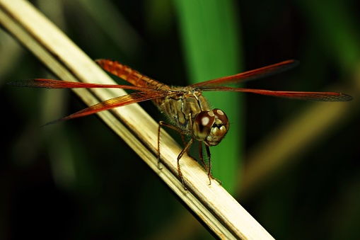 Dragonfly on dry branch.