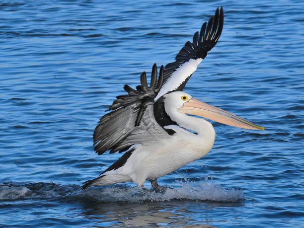 australian pelican - pelican landing imagens e fotografias de stock