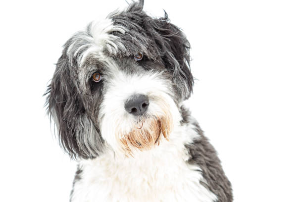 Foto de Outono Cachorrocaminhada e mais fotos de stock de Cão Pastor Old  English - Cão Pastor Old English, Collie Barbudo, Raça Pura - iStock