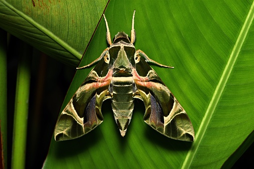 Moth on green leaf.