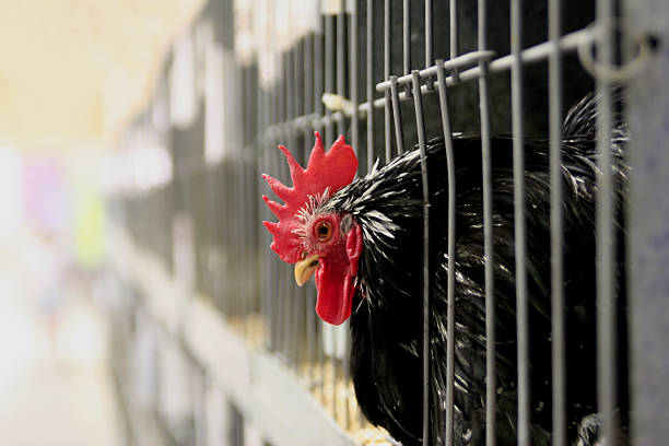 Black Caged Chicken stock photo