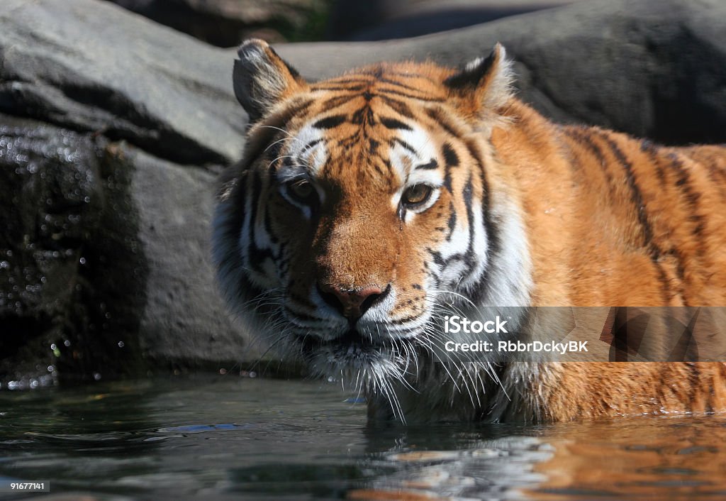 Natação Tigre-da-Sibéria - Foto de stock de Animais caçando royalty-free