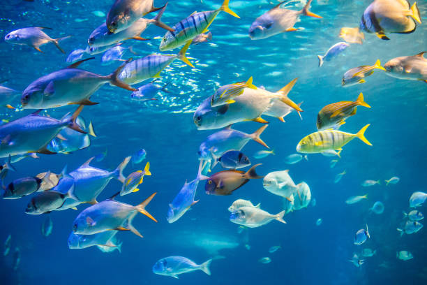 school of sea  fish are swimming to water surface - underwater diving scuba diving underwater reef imagens e fotografias de stock