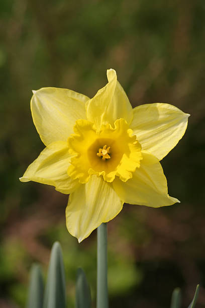 Narciso - fotografia de stock