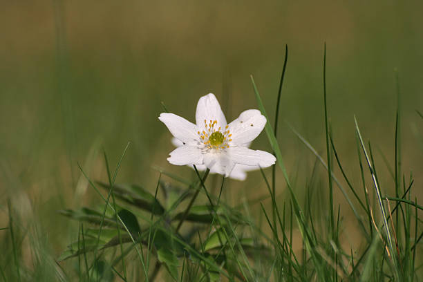 ハナイチゲ（Anemone nemorosa ストックフォト