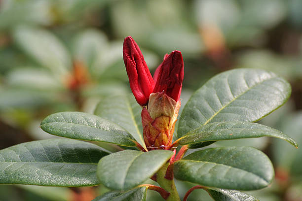 Rododendro - fotografia de stock