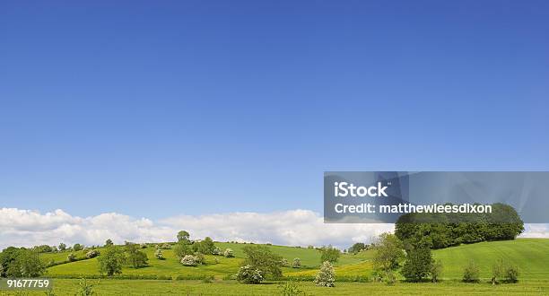 Photo libre de droit de Ciel Bleu Et Field banque d'images et plus d'images libres de droit de Agriculture - Agriculture, Angleterre, Arbre
