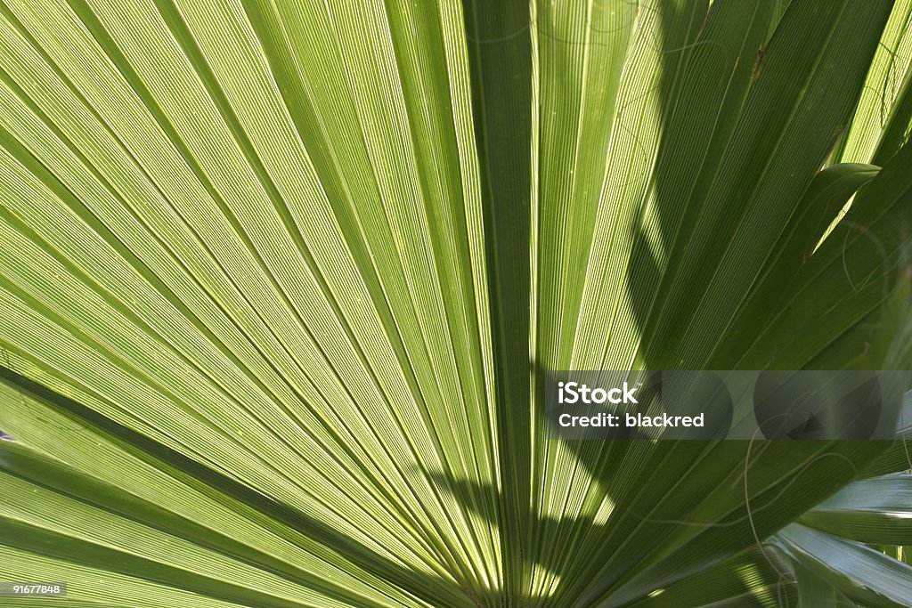 Tropische Pflanze - Lizenzfrei Baum Stock-Foto