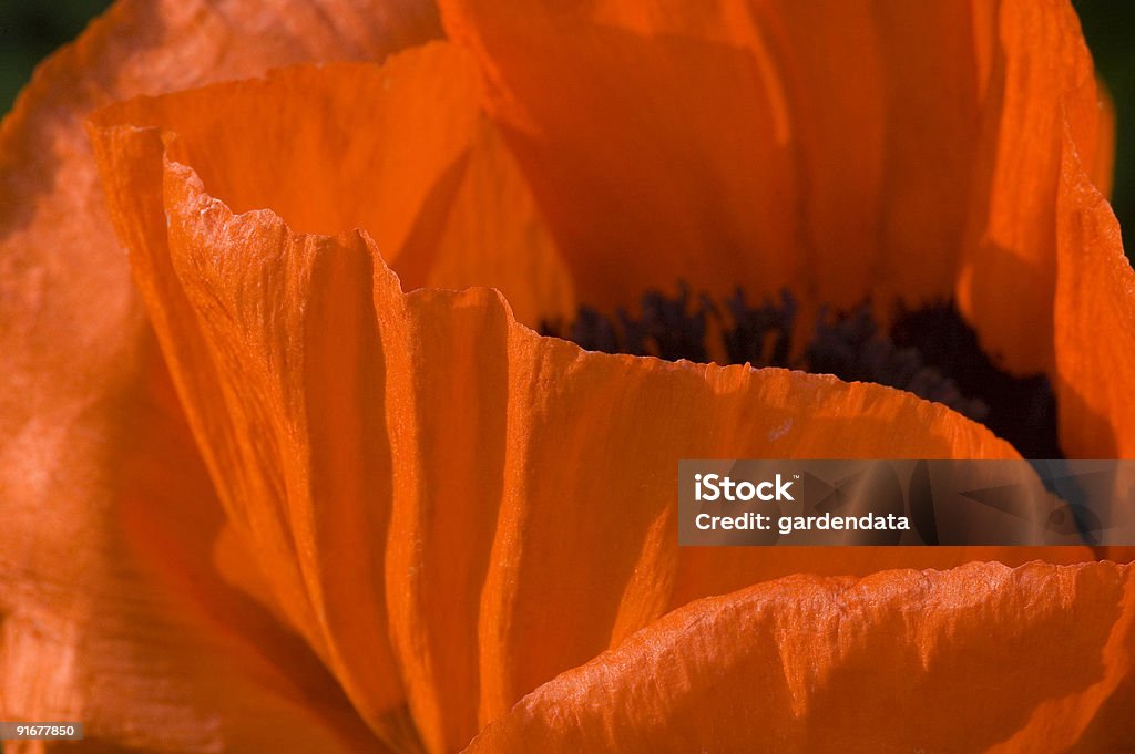 Papaver orientalis-amapola Oriental. - Foto de stock de Aire libre libre de derechos