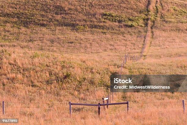 Ranch Valla Foto de stock y más banco de imágenes de Ganado - Mamífero ungulado - Ganado - Mamífero ungulado, Nebraska, Agricultura