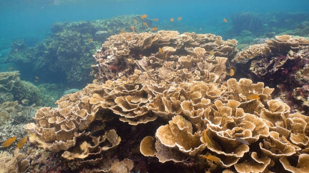 istock Coral reef and tropical fish.Philippines 916779690