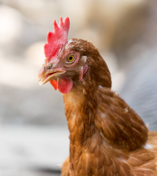 istock Portrait of a hen on a farm 916782110