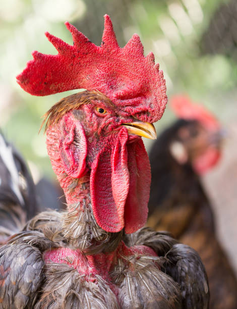 istock Rooster with a bare neck on the farm 916782138