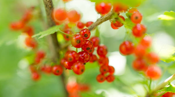 istock Red currant on a branch in the garden 916782190