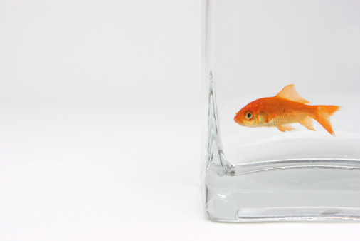 Goldfish swim in water on white background