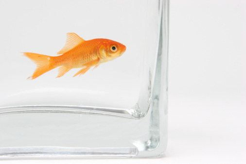 Colorful oranda fish with white and gold color swimming in an aquarium with a dark blue background taken in a studio shot.