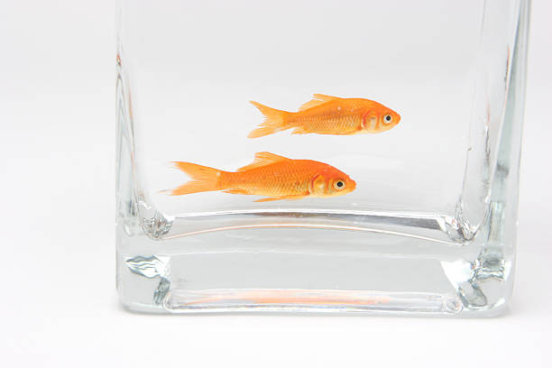 pesce rosso coppia - desire effort reaching goldfish foto e immagini stock