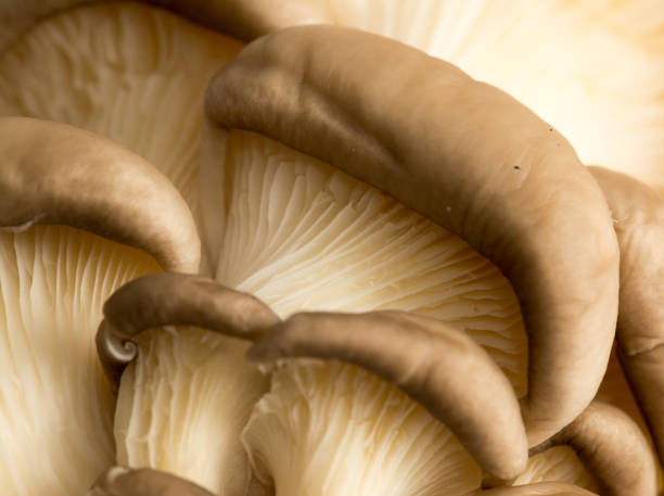 istock Fresh oyster mushrooms in nature 916782946