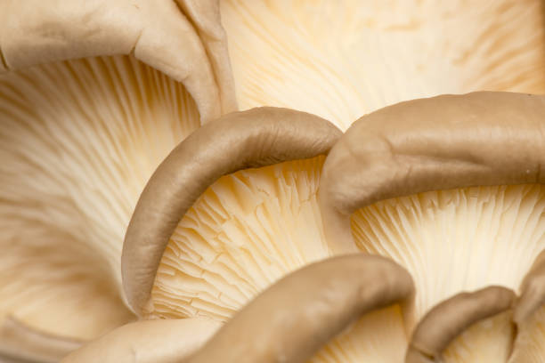 istock Fresh oyster mushrooms in nature 916782962