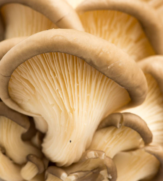 istock Fresh oyster mushrooms in nature 916782974