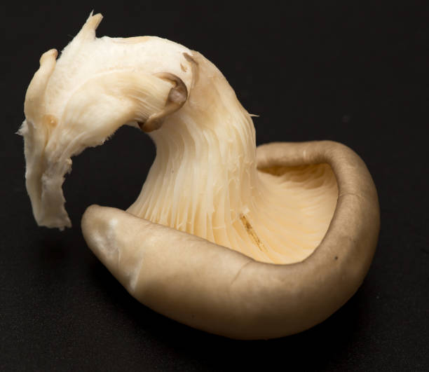 istock Fresh mushrooms oyster mushrooms on a black background 916783040