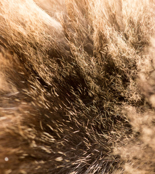 istock Wool of a fluffy cat as a background 916783158