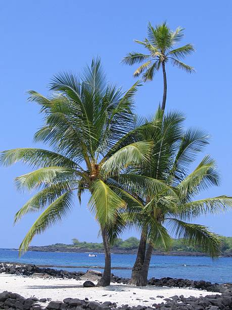 istock Palms of Big Island 91678359