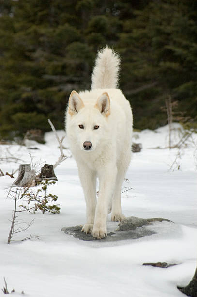 White dog starring in the woods stock photo