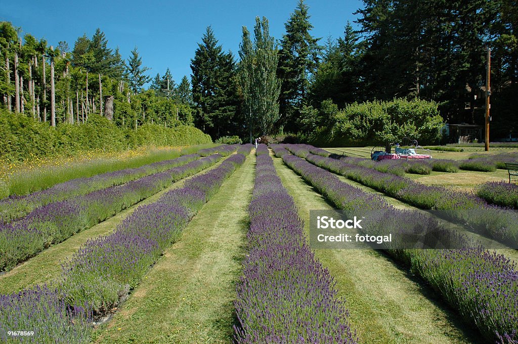 Campo de Lavanda - Royalty-free Aromaterapia Foto de stock