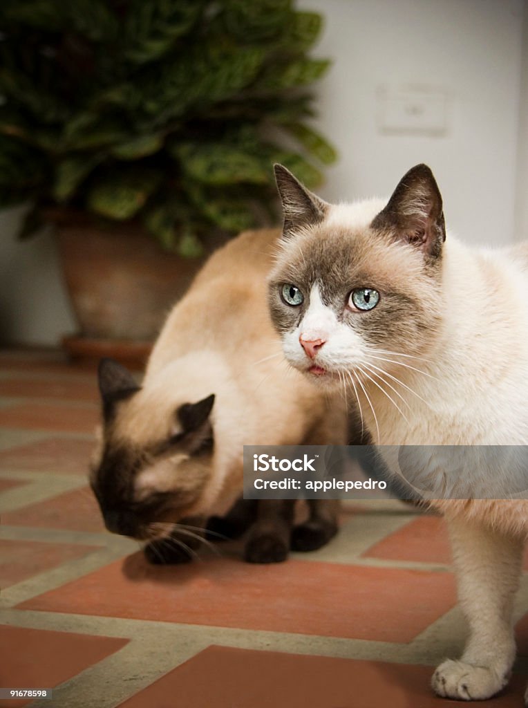 Siamese Cats Looking A blue eyes siamese cat looking for a mouse Maracay Stock Photo