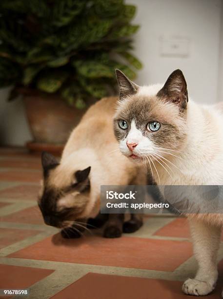 Siamese Cats Looking Stock Photo - Download Image Now - Maracay, Animal, Color Image