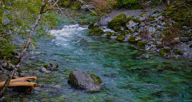 istock Little Santiam River Green 916786392